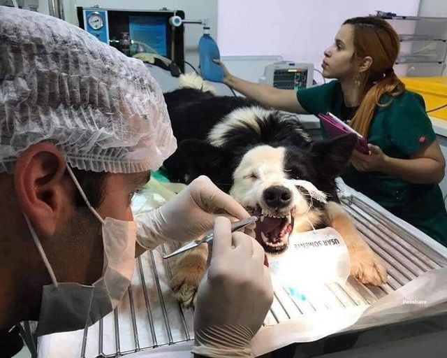 Đúng là sướng như chó, được chủ cho đi niềng răng sương sương hết gần 20 triệu - Ảnh 1. Đúng là sướng như chó, được chủ cho đi niềng răng sương sương hết gần 20 triệu - Ảnh 1.