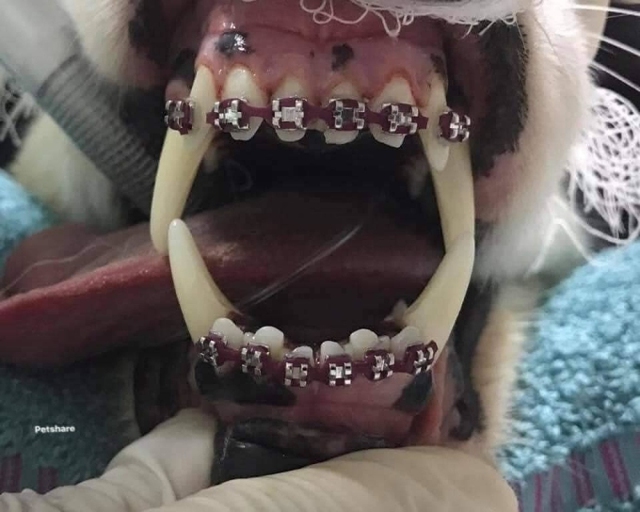 Đúng là sướng như chó, được chủ cho đi niềng răng sương sương hết gần 20 triệu - Ảnh 4. Đúng là sướng như chó, được chủ cho đi niềng răng sương sương hết gần 20 triệu - Ảnh 4.