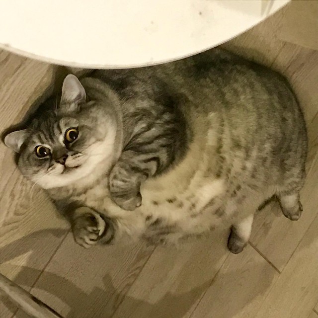Nàng mèo béo nhất thế giới nặng tới 21 kg, nhìn ục ịch hơn cả con heo - Ảnh 3.