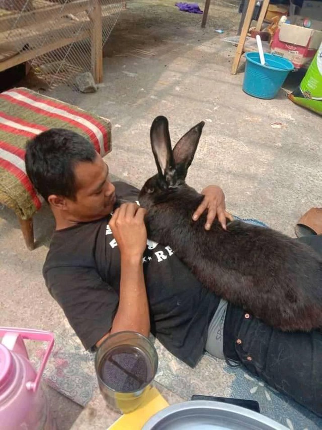 Chú thỏ gây sốt cõi mạng vì siêu to khổng lồ, netizen nhận xét Chiếc pet này cục súc quá! - Ảnh 4.
