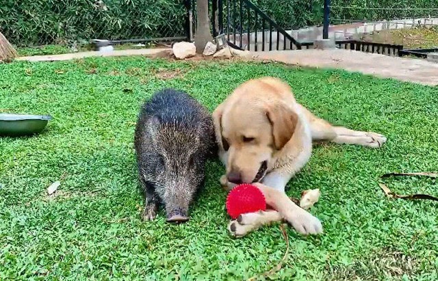 Chú lợn rừng ảo tưởng bản thân là chó con để gần gũi với chó mẹ - Ảnh 5.