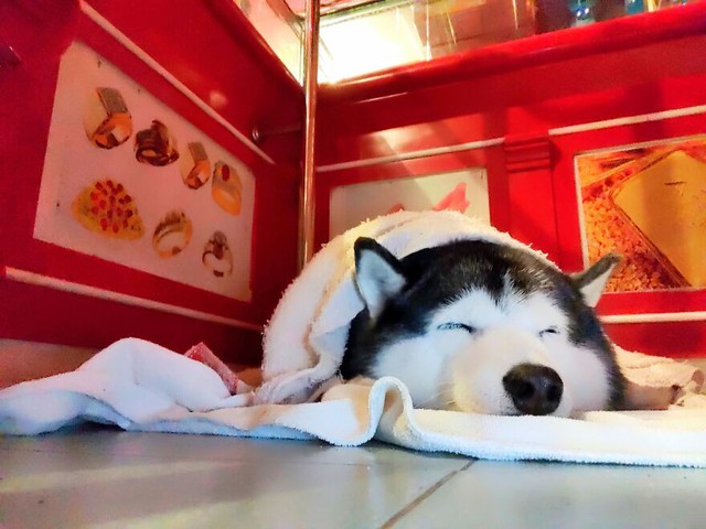 Chú chó ngủ ngon lành dù ông chủ và cửa hàng trang sức đang gặp cướp khiến netizen thích thú - Ảnh 1.