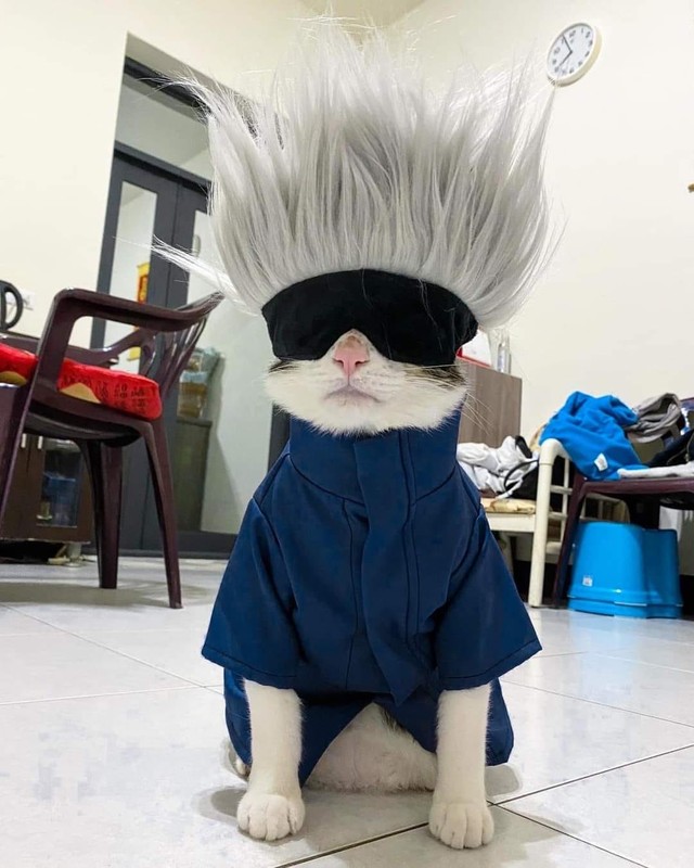Quàng thượng mèo cosplay ông thầy giáo hot nhất Jujutsu Kaisen khiến netizen nhìn phát yêu luôn - Ảnh 1.