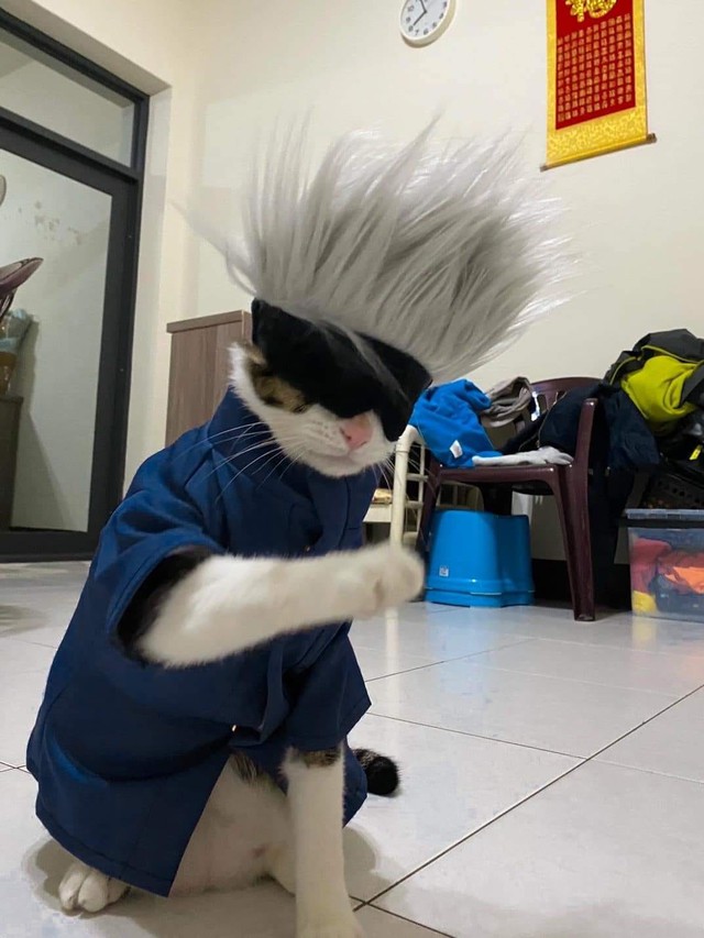 Quàng thượng mèo cosplay ông thầy giáo hot nhất Jujutsu Kaisen khiến netizen nhìn phát yêu luôn - Ảnh 2.