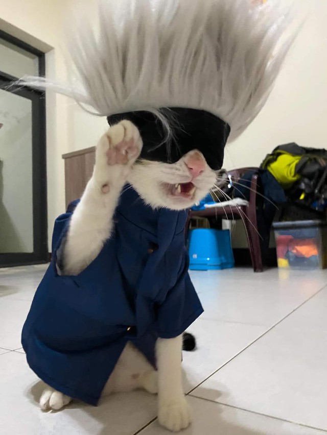 Quàng thượng mèo cosplay ông thầy giáo hot nhất Jujutsu Kaisen khiến netizen nhìn phát yêu luôn - Ảnh 3.