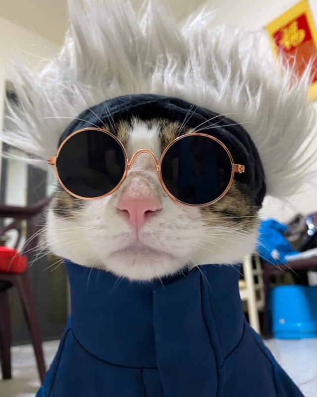 Quàng thượng mèo cosplay ông thầy giáo hot nhất Jujutsu Kaisen khiến netizen nhìn phát yêu luôn - Ảnh 4.