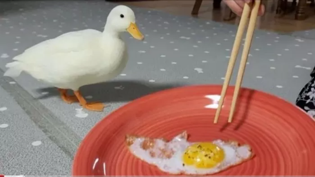 Frying duck eggs and then inviting the mother duck to eat with him, male YouTuber received countless criticisms and stones - Photo 2.
