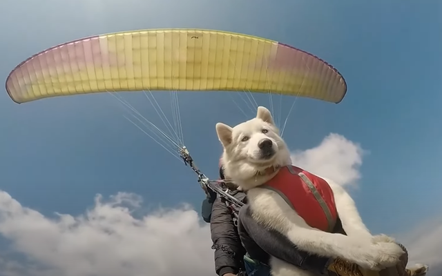 Skydiving, the Husky dog ​​is 
