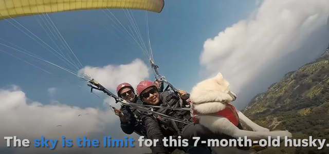 Being able to skydive, the Husky dog ​​is 