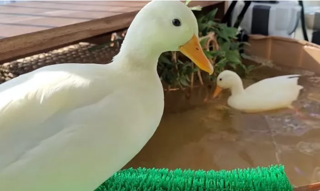 Frying duck eggs and then inviting the mother duck to eat with him, male YouTuber received countless criticisms and stones - Photo 4.