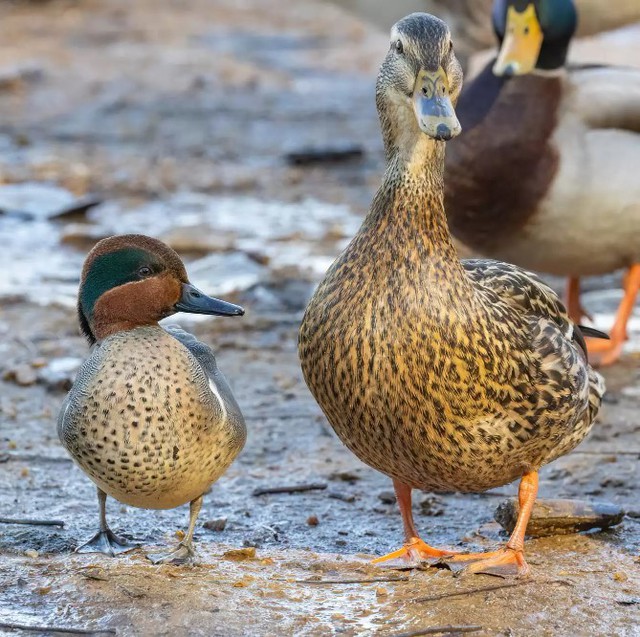 The strange love of two ducks: Her lover is three times the size of her boyfriend - Photo 3.
