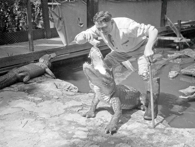  Những bức ảnh hiếm hoi về trại cá sấu những năm 1920 tại California, nơi trẻ em có thể cưỡi và chơi với cá sấu! - Ảnh 10.