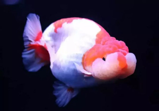  Cá vàng, loài cá đáng thương nhất trên hành tinh của chúng ta - Ảnh 13.