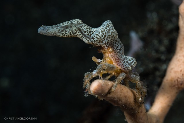 Decorator Crab: Chameleons on the sea floor - Photo 7.