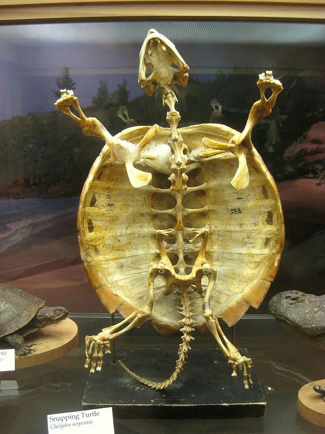 Kỳ lạ loài rùa hiền lành nhưng lại là ác mộng đối với thú săn mồi và nhà khoa học - Ảnh 8.