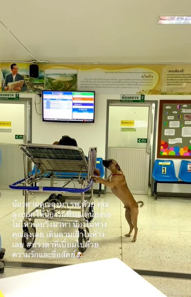  Cảnh chú chó chăm chủ nhân khi nhập viện, nửa bước không rời, hút triệu view - Ảnh 1.