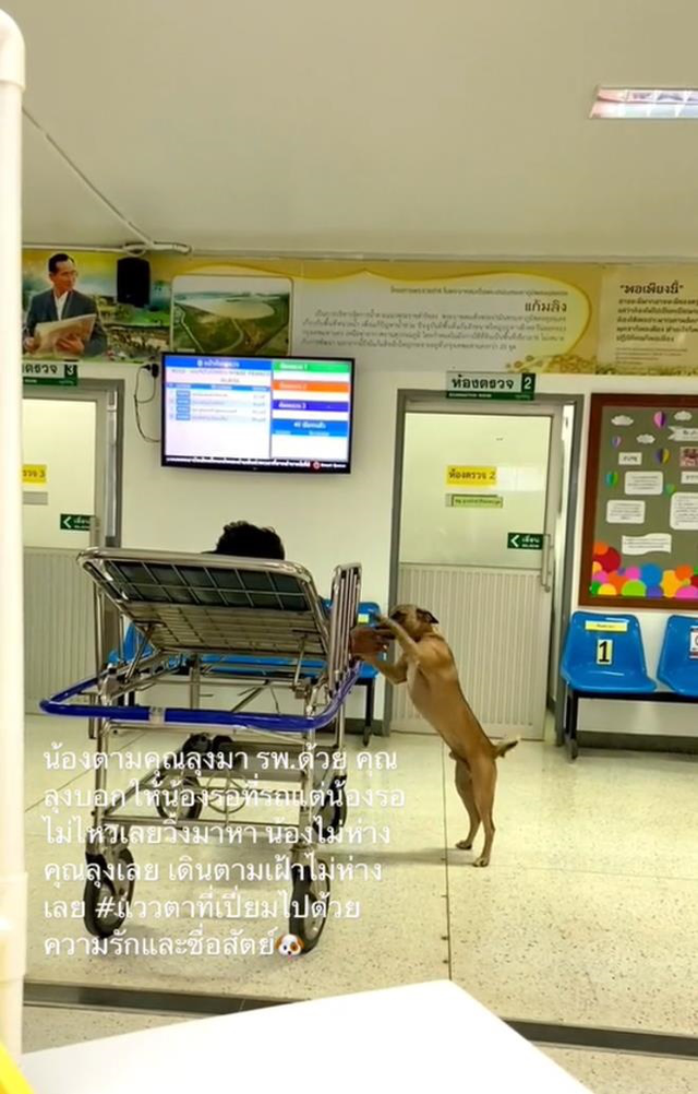  Cảnh chú chó chăm chủ nhân khi nhập viện, nửa bước không rời, hút triệu view - Ảnh 2.