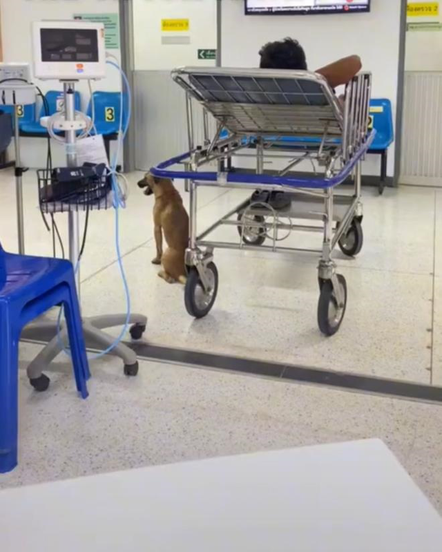  Cảnh chú chó chăm chủ nhân khi nhập viện, nửa bước không rời, hút triệu view - Ảnh 4.