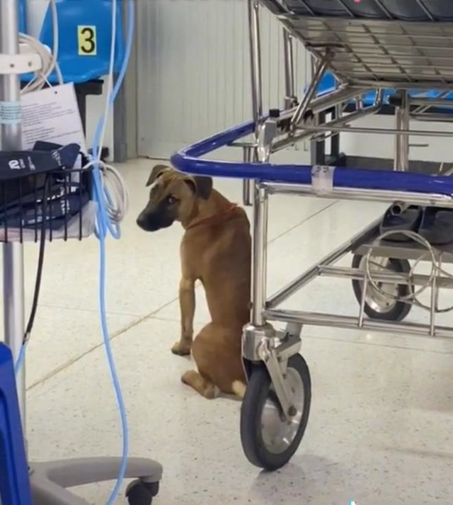  Cảnh chú chó chăm chủ nhân khi nhập viện, nửa bước không rời, hút triệu view - Ảnh 5.