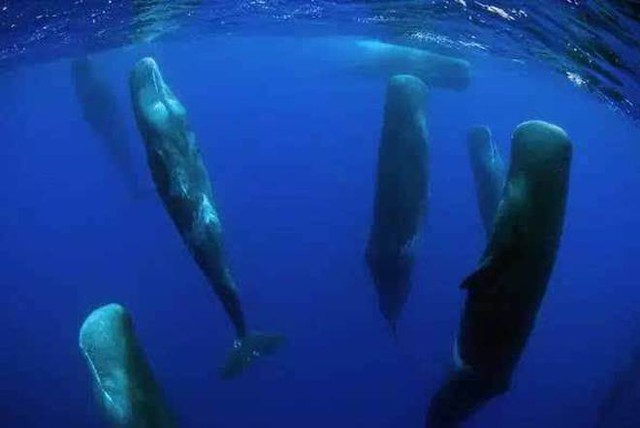  Vì sao loài động vật có mũi thở như cá voi lại ngủ được dưới nước? - Ảnh 5.