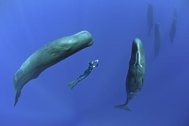  Vì sao loài động vật có mũi thở như cá voi lại ngủ được dưới nước? - Ảnh 6.