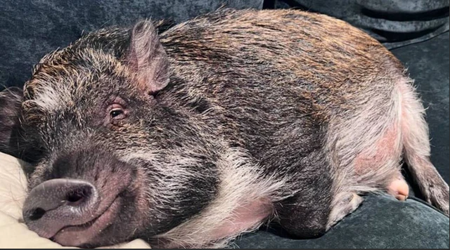 Một chú lợn vừa lập kỷ lục Guiness thế giới, lượng follow "bá đạo", gây sốc cộng đồng mạng- Ảnh 1.
