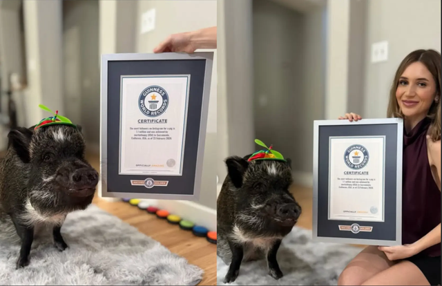 Một chú lợn vừa lập kỷ lục Guiness thế giới, lượng follow "bá đạo", gây sốc cộng đồng mạng- Ảnh 2.