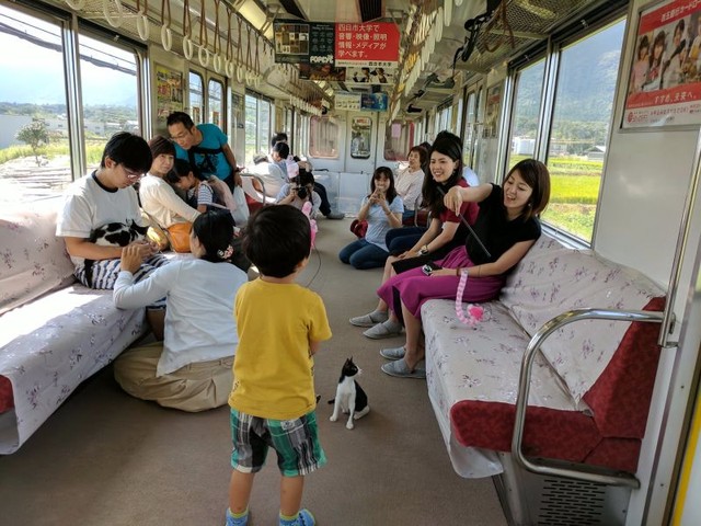 Quán cafe mèo trên tàu hỏa duy nhất chỉ có ở Nhật Bản