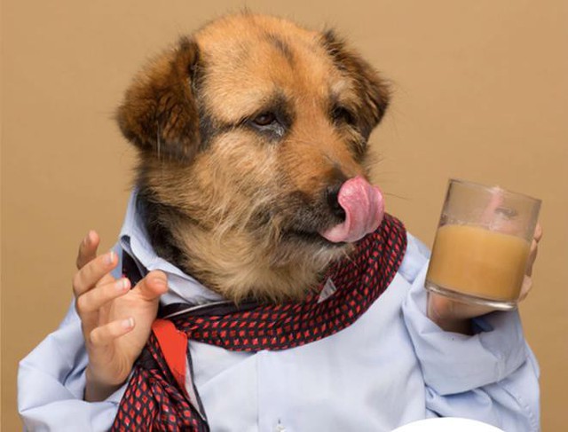 Không đùa đâu! Thế giới đã xuất hiện Start up Coffee độc nhất vô nhị chỉ dành riêng cho… loài chó