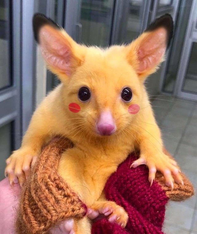 Bất ngờ tìm thấy loài Pikachu ngoài đời thực hiện đang sống tại nước Úc - Ảnh 3.