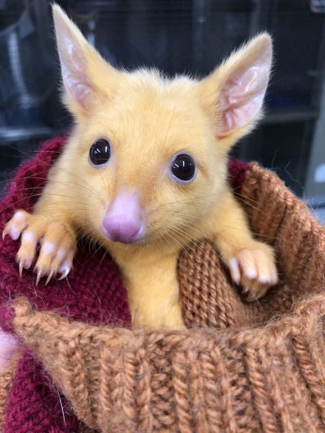 Bất ngờ tìm thấy loài Pikachu ngoài đời thực hiện đang sống tại nước Úc - Ảnh 1.