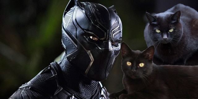 Nhờ Black Panther, tỉ lệ nhận nuôi mèo đen tăng lên chóng mặt 