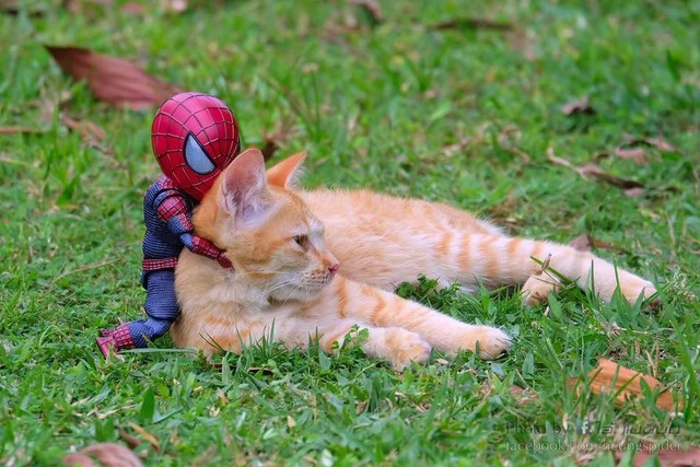 Hài hước cảnh Spider-Man đánh vật với thú cưng của mình