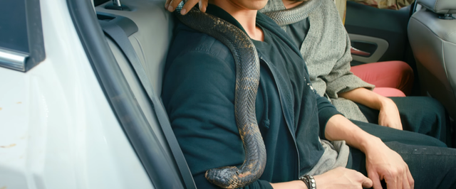 Ngồi trong ô tô cứ ngỡ là sẽ an toàn đấy, nhưng chú rắn này ở đâu ra thế?