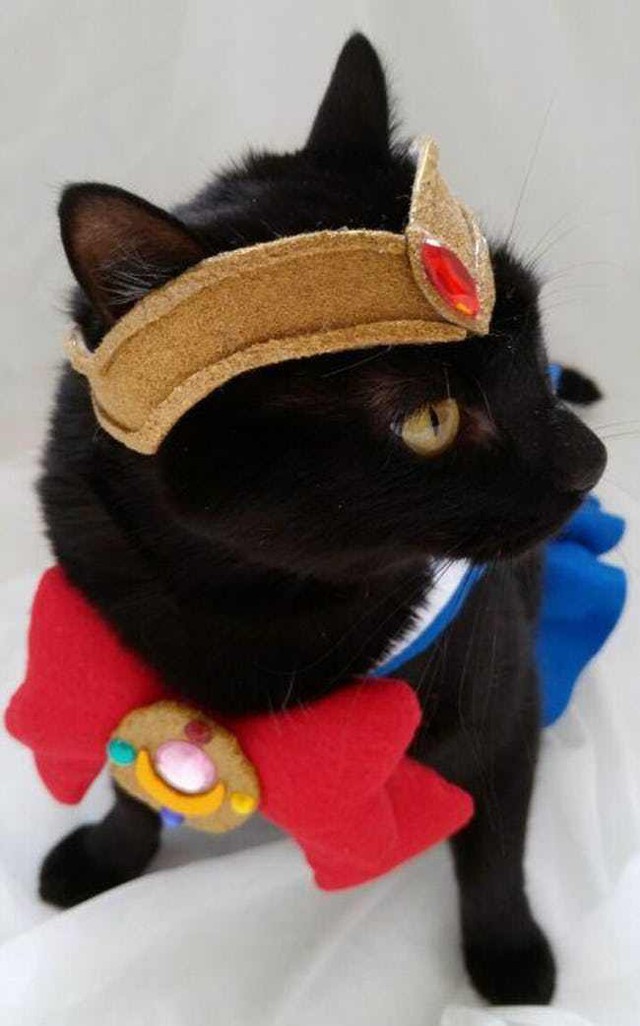  Sailor Meow - Sailor Moon 