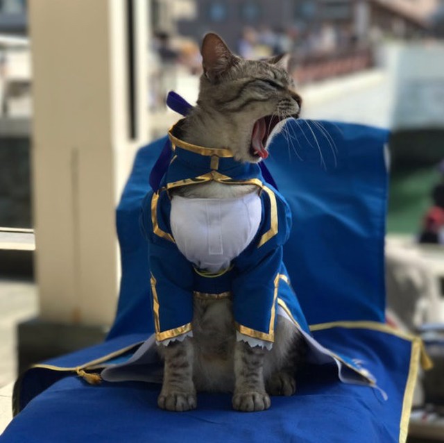  Feline Saber - Fate/Stay Night 