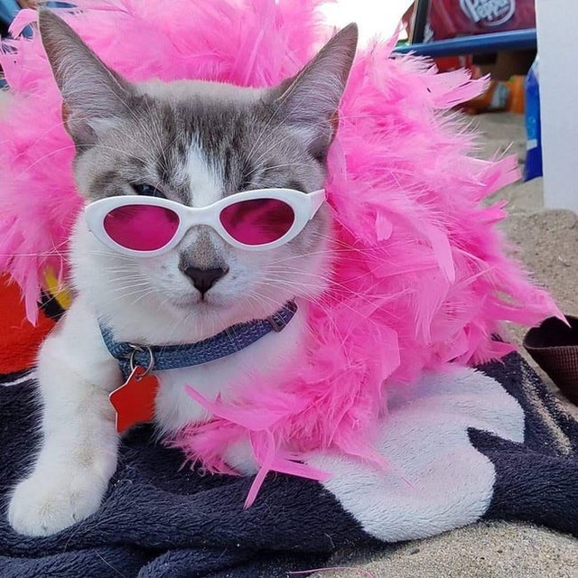  Don Cat Doflamingo - One Piece 