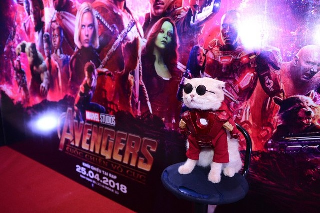 [Góc hài hước] Chú mèo tên “Chó” cosplay siêu anh hùng Avengers đỉnh của đỉnh