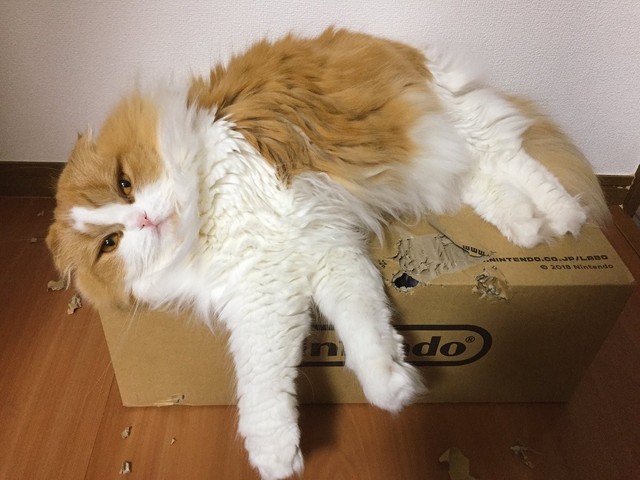  Những con mèo dường như có sở thích đặc biệt với những chiếc hộp bằng giấy bìa. 