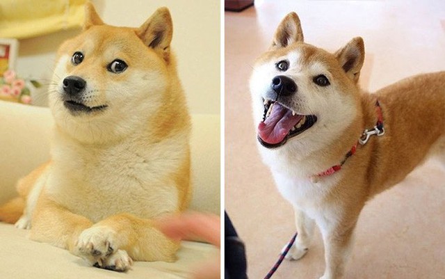 Những huyền thoại meme từng khuynh đảo Internet ngày ấy - bây giờ ra sao? - Ảnh 6. Những huyền thoại meme từng khuynh đảo Internet ngày ấy - bây giờ ra sao? - Ảnh 6.