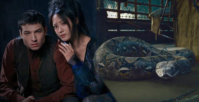 Fantastic Beasts 2: Trường sinh linh giá của chúa tể Voldemort hóa ra là một mỹ nữ cực quyến rũ - Ảnh 2.