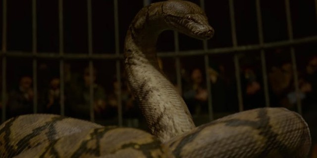 Những bí mật được tiết lộ trong trailer cuối Fantastic Beasts 2 - Ảnh 2.