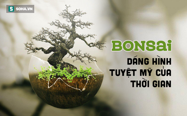 Tuyệt tác bonsai Nhật giá cắt cổ 3,8 tỷ đồng trông như thế nào? - Ảnh 1.