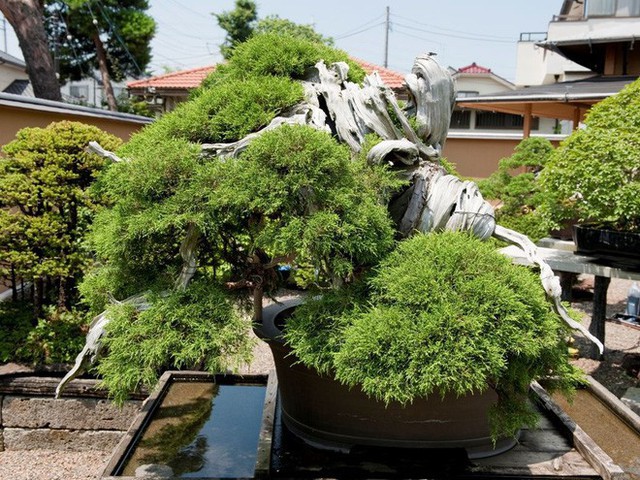 Tuyệt tác bonsai Nhật giá cắt cổ 3,8 tỷ đồng trông như thế nào? - Ảnh 2.