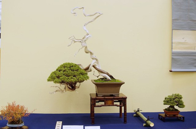 Tuyệt tác bonsai Nhật giá cắt cổ 3,8 tỷ đồng trông như thế nào? - Ảnh 13.