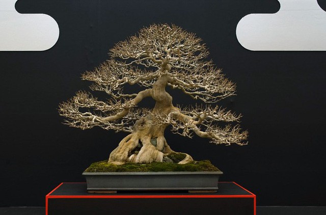 Tuyệt tác bonsai Nhật giá cắt cổ 3,8 tỷ đồng trông như thế nào? - Ảnh 15.