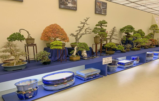 Tuyệt tác bonsai Nhật giá cắt cổ 3,8 tỷ đồng trông như thế nào? - Ảnh 17.