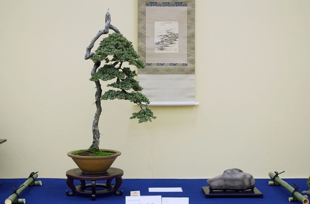 Tuyệt tác bonsai Nhật giá cắt cổ 3,8 tỷ đồng trông như thế nào? - Ảnh 18.