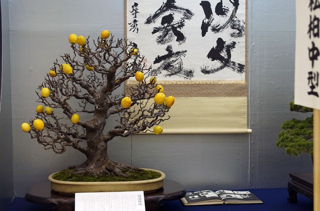 Tuyệt tác bonsai Nhật giá cắt cổ 3,8 tỷ đồng trông như thế nào? - Ảnh 19.