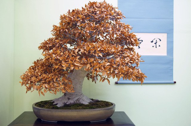 Tuyệt tác bonsai Nhật giá cắt cổ 3,8 tỷ đồng trông như thế nào? - Ảnh 21.